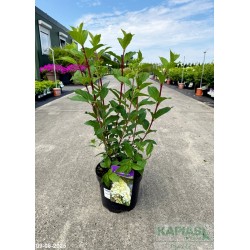Hydrangea paniculata DIAMANTINO 'Ren101' PBR