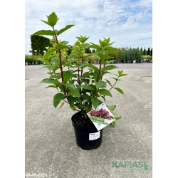 Hydrangea paniculata FIRE LIGHT 'Smhpfl' PBR