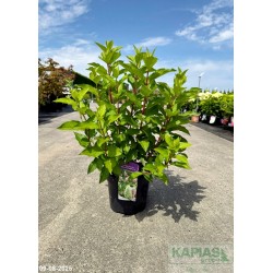 Hydrangea paniculata HERCULES 'GRHP14' BPR