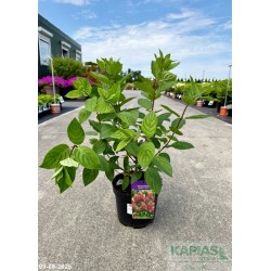 Hydrangea paniculata MAGICAL FIRE 'Bokraplume' PBR