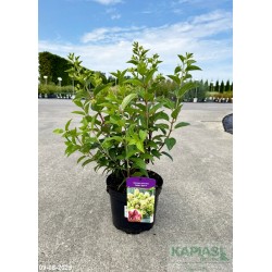Hydrangea paniculata PETITE STAR 'COUSTAR02' PBR