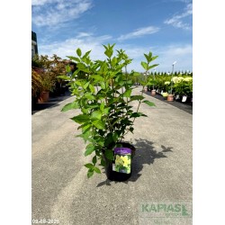 Hydrangea paniculata SKYFALL 'Frenne' PBR