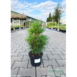 Sciadopitys verticillata
