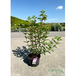 Hydrangea paniculata VANILLE-FRAISE 'Renhy' PBR