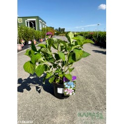 Hydrangea serrata 'Veerle' PBR