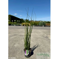 Equisetum hyemale var. robustum