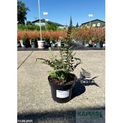Athyrium niponicum 'Burgundy Lace'