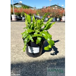 Asplenium scolopendrium 'Angustatum'