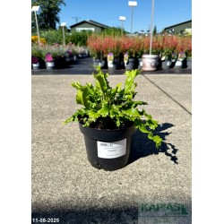 Asplenium scolopendrium 'Cristatum'