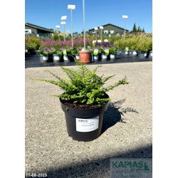 Polystichum setiferum 'Plumoso-densum'
