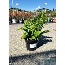 Dryopteris filix-mas 'Crispa-Cristata'