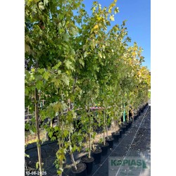 Acer freemanii x AUTUMN BLAZE 'Jeffersred'