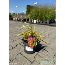 Hakonechloa macra MULLED WINE 'Lucmull'