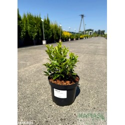 Sarcococca confusa