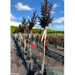 Lagerstroemia indica BEST RED 'Jib0616'