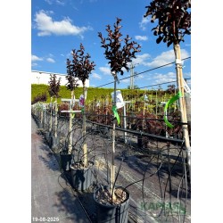 Lagerstroemia indica RASPBERRY SORBET 'Hoch631'
