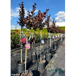 Lagerstroemia indica RHAPSODY IN PINK 'Whit VIII'