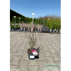 Schizachyrium scoparium 'Chameleon' PBR