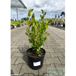 Griselinia littoralis GREEN HORIZON 'Whenuapai'