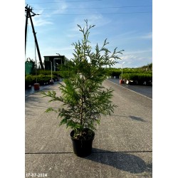 Thuja plicata 'Zebrina Extra Gold'