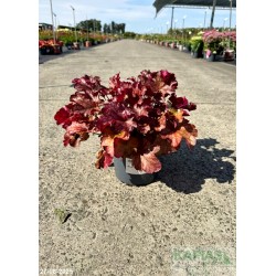 Heuchera 'World Caffe Americano' PBR