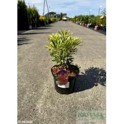 Pieris 'Flaming Silver'