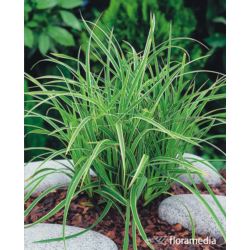 Carex morrowii 'Irish Green'