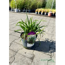Carex morrowii 'Irish Green'