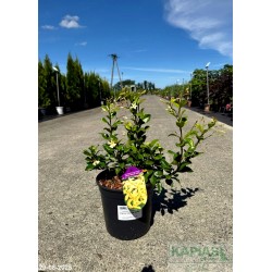 Trachelospermum jasminoides STAR OF TOSCANE