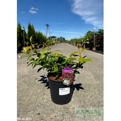 Trachelospermum jasminoides WINTER RUBY 'Trared'