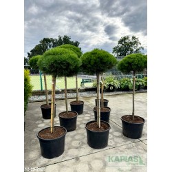 Pinus 'Marie Brégeon'