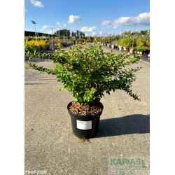 Berberis thunbergii