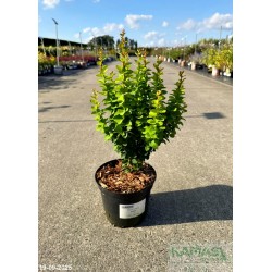 Berberis thunbergii 'Erecta'