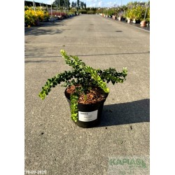 Berberis thunbergii 'Green Carpet'