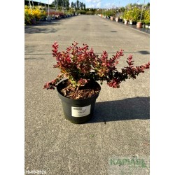 Berberis thunbergii 'Karlik' PBR