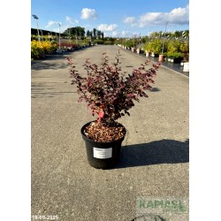 Berberis thunbergii 'Atropurpurea'
