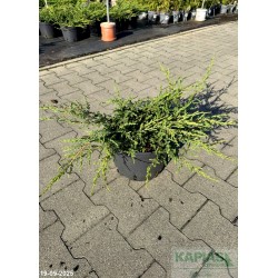 Juniperus communis 'Repanda'