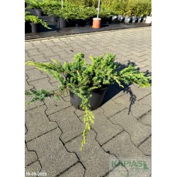Juniperus conferta 'Schlager'