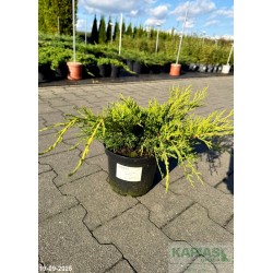 Juniperus pfitzeriana x 'Old Gold'