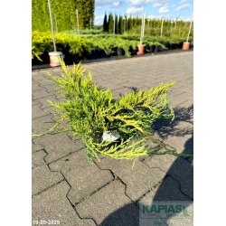 Juniperus pfitzeriana x 'Pfitzeriana Aurea'