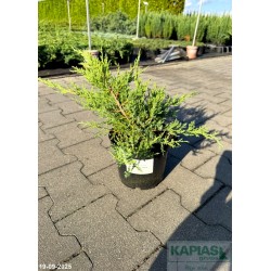 Juniperus pfitzeriana x 'Pfitzeriana Compacta'