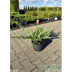 Juniperus pfitzeriana x 'Pfitzeriana Glauca'