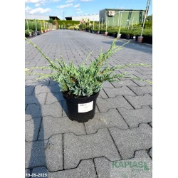 Juniperus squamata 'Holger'