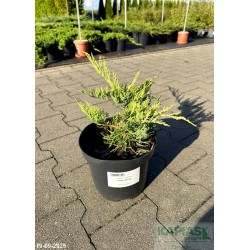 Juniperus virginiana 'Golden Spring'