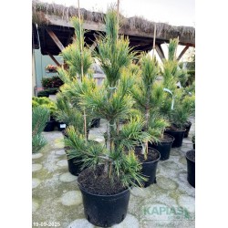 Pinus cembra 'Aureovariegata'