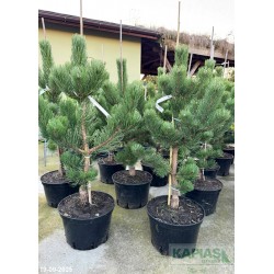 Pinus nigra 'Oregon Green'