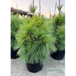 Pinus schwerinii x 'Wiethorst'