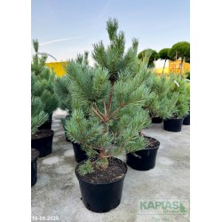 Pinus sylvestris 'Watereri'