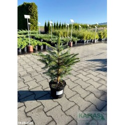 Picea pungens 'Majestic Blue'