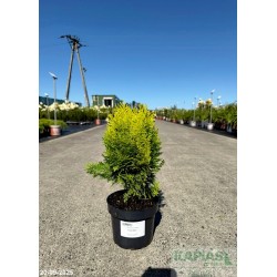Platycladus orientalis 'Aurea Nana'